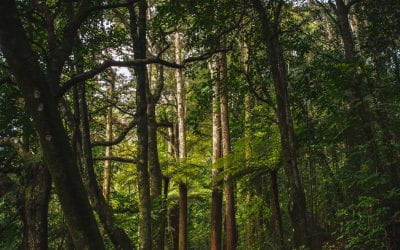 Our policy advice in response to the A redesigned NZ ETS Permanent Forest Category